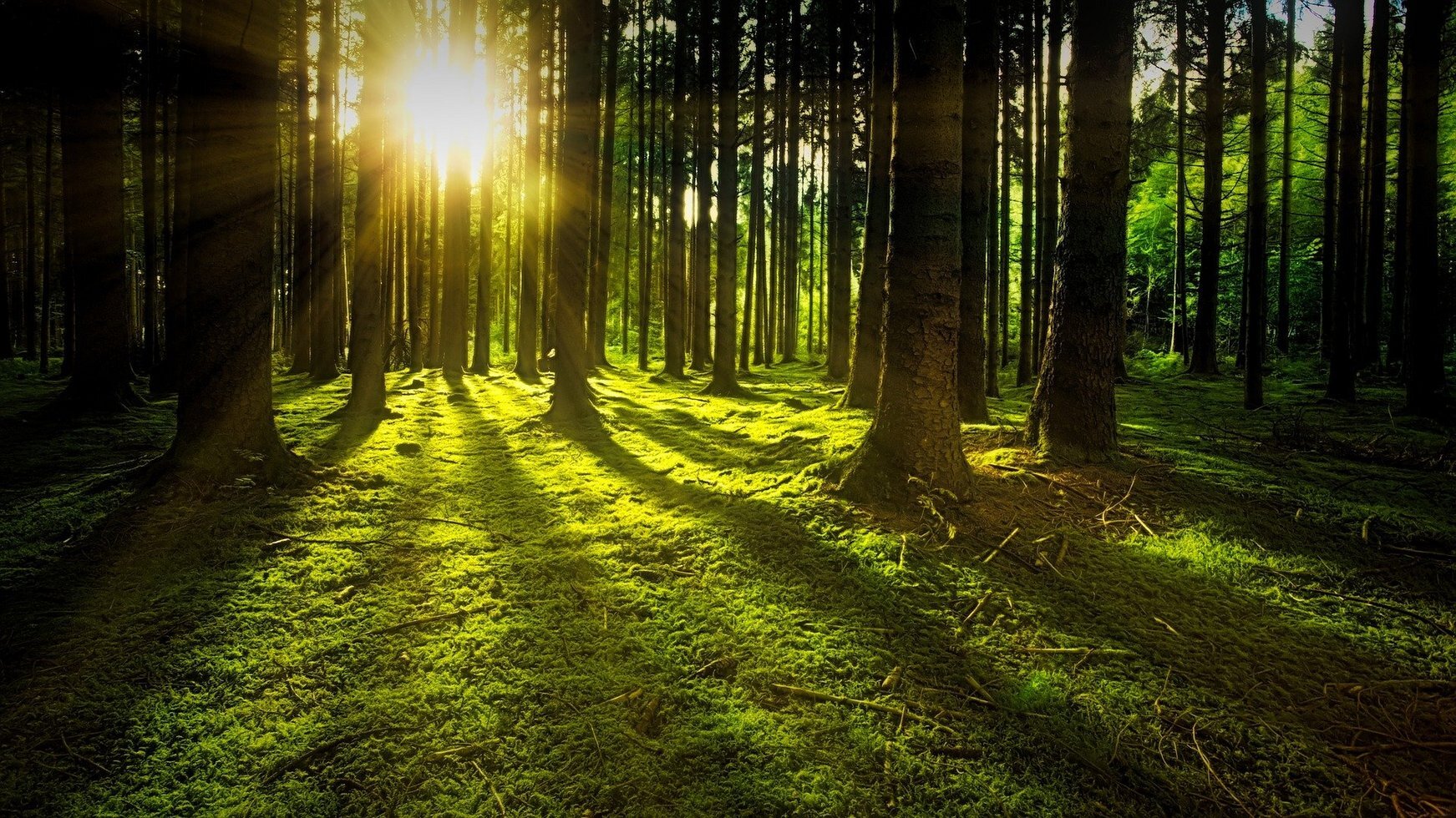Trees 3294681 1920