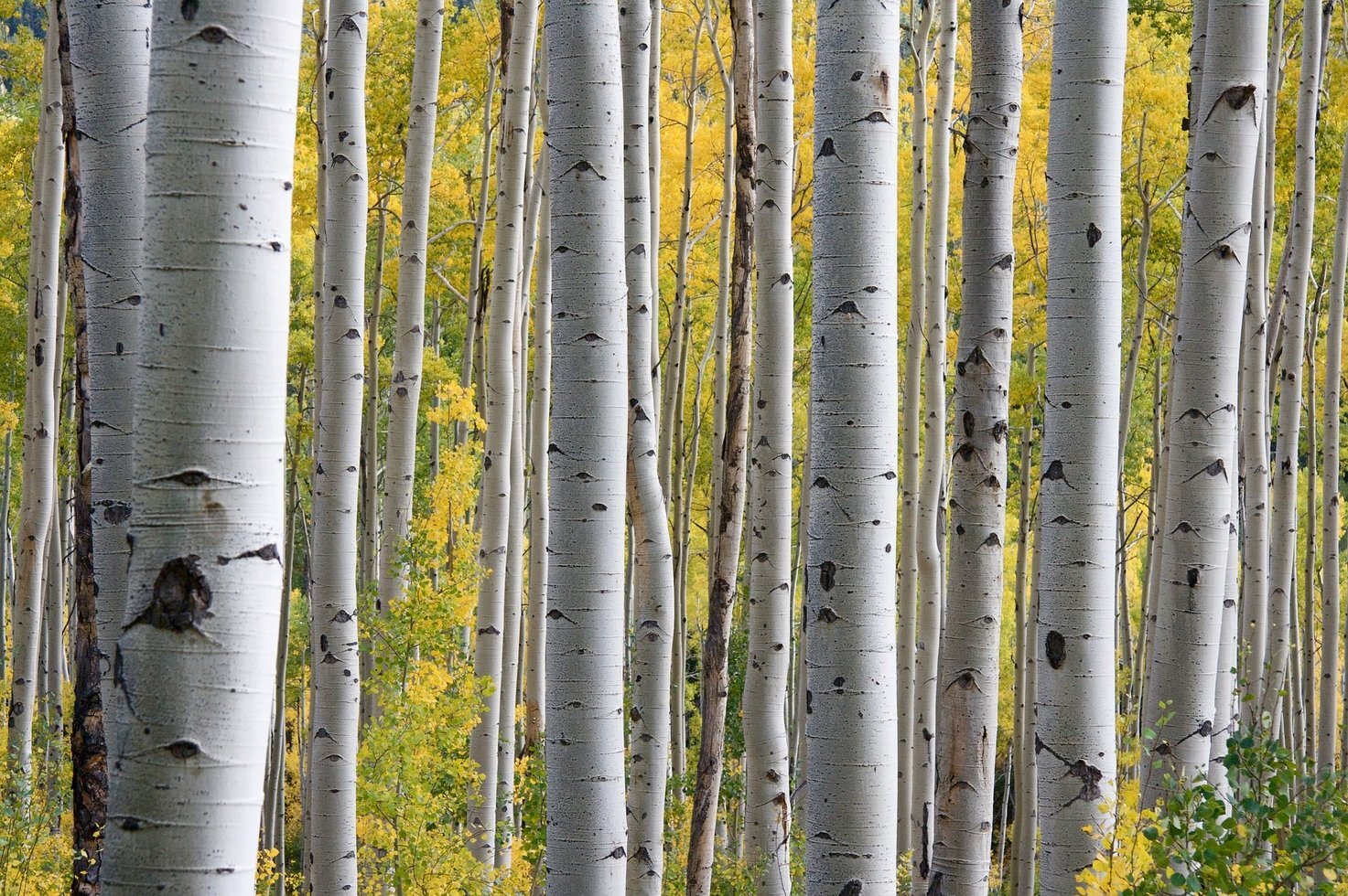 Trees 690727 1920