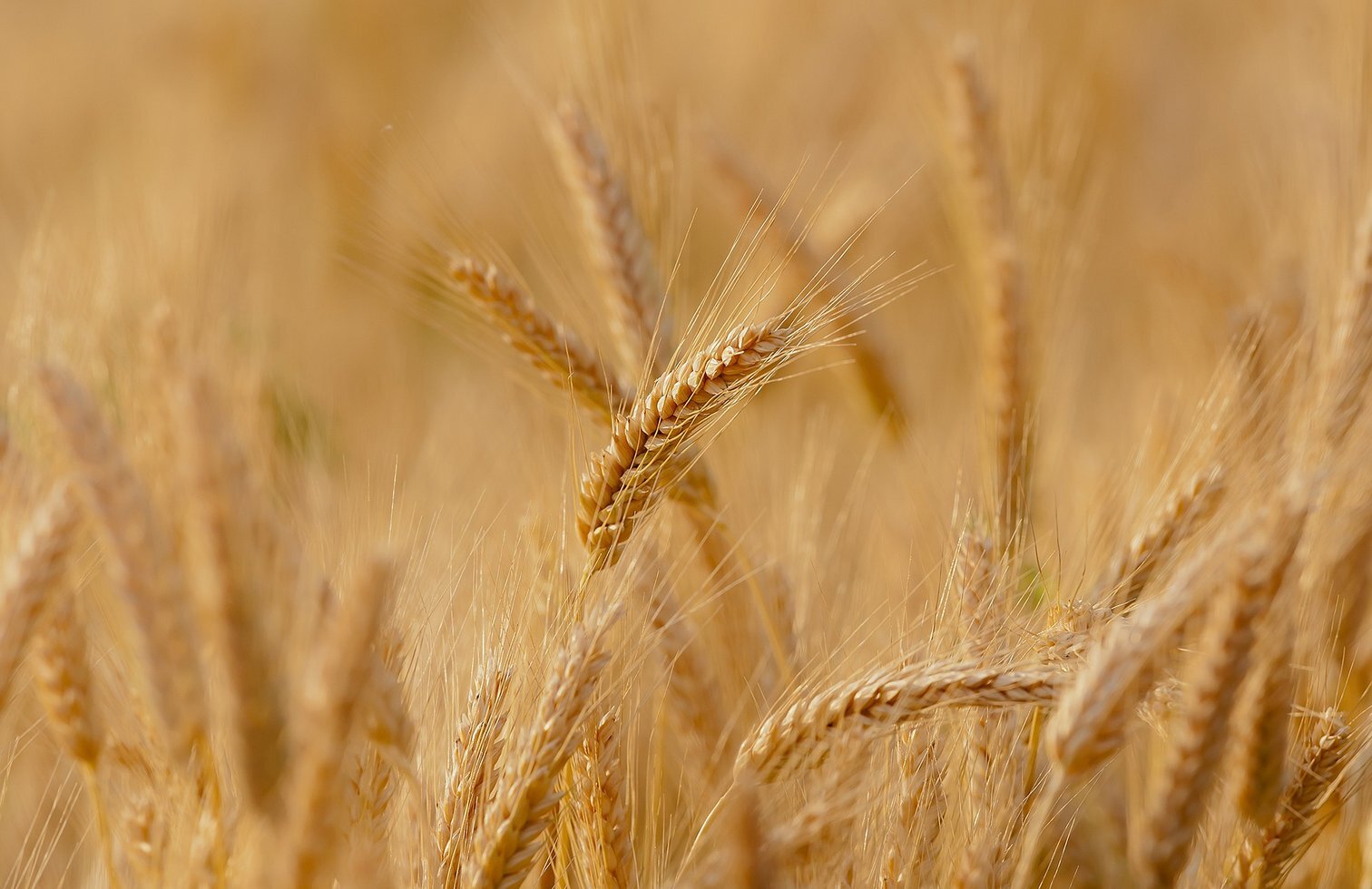 Wheat 3241114 1920