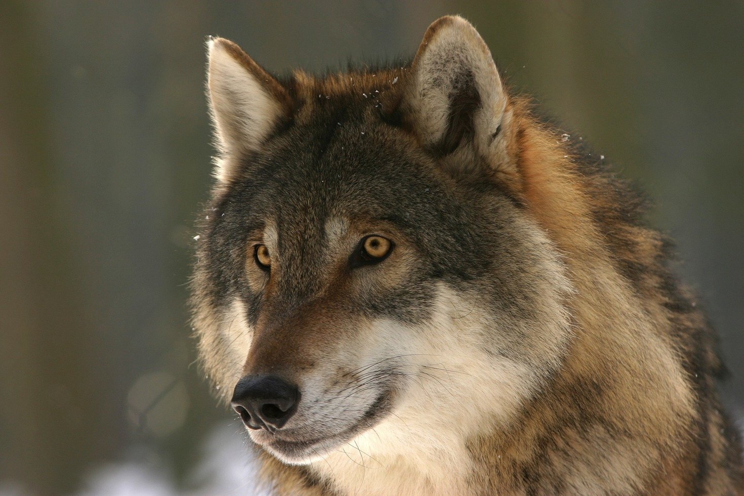 Wolf 725380 1920