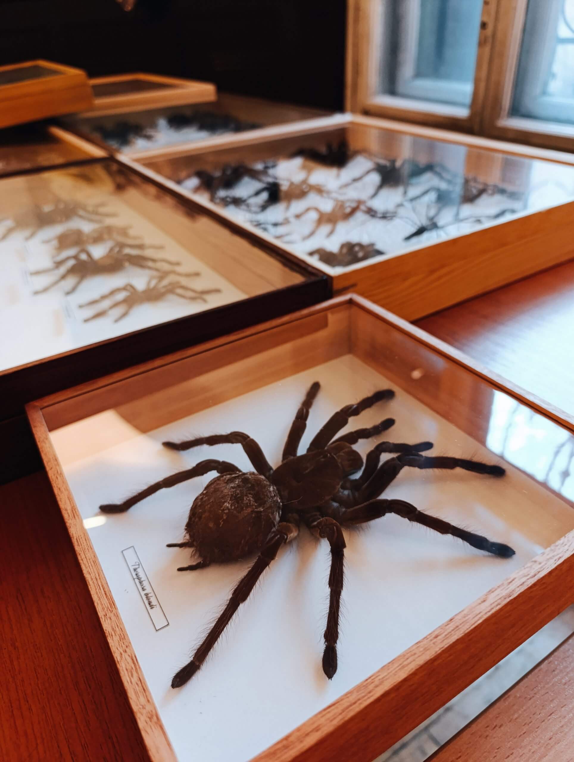 Wydarzenia w muzeum gornoslaskim