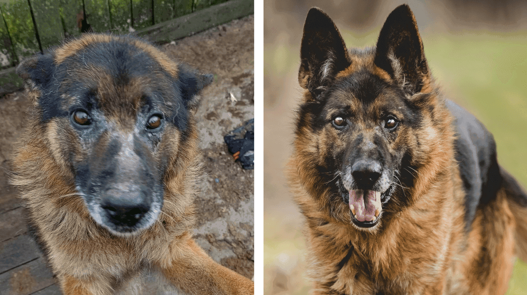 Wyrok za znecanie sie nad psem