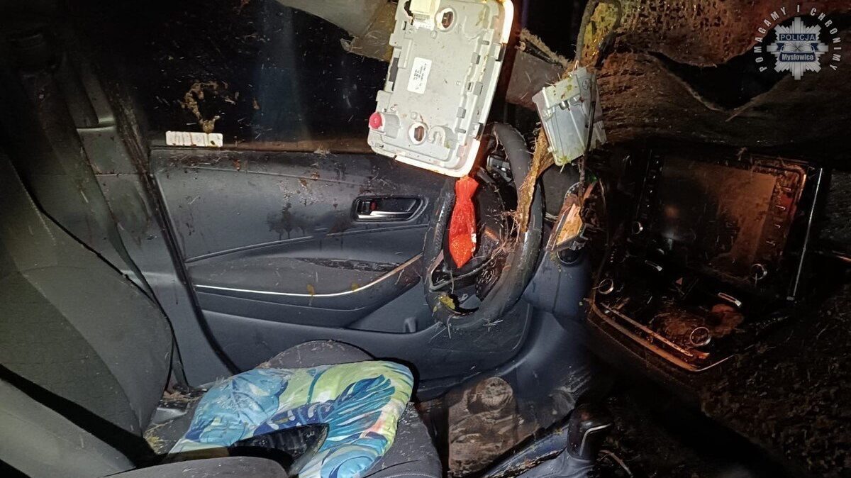 Zderzenie z łosiem na s1