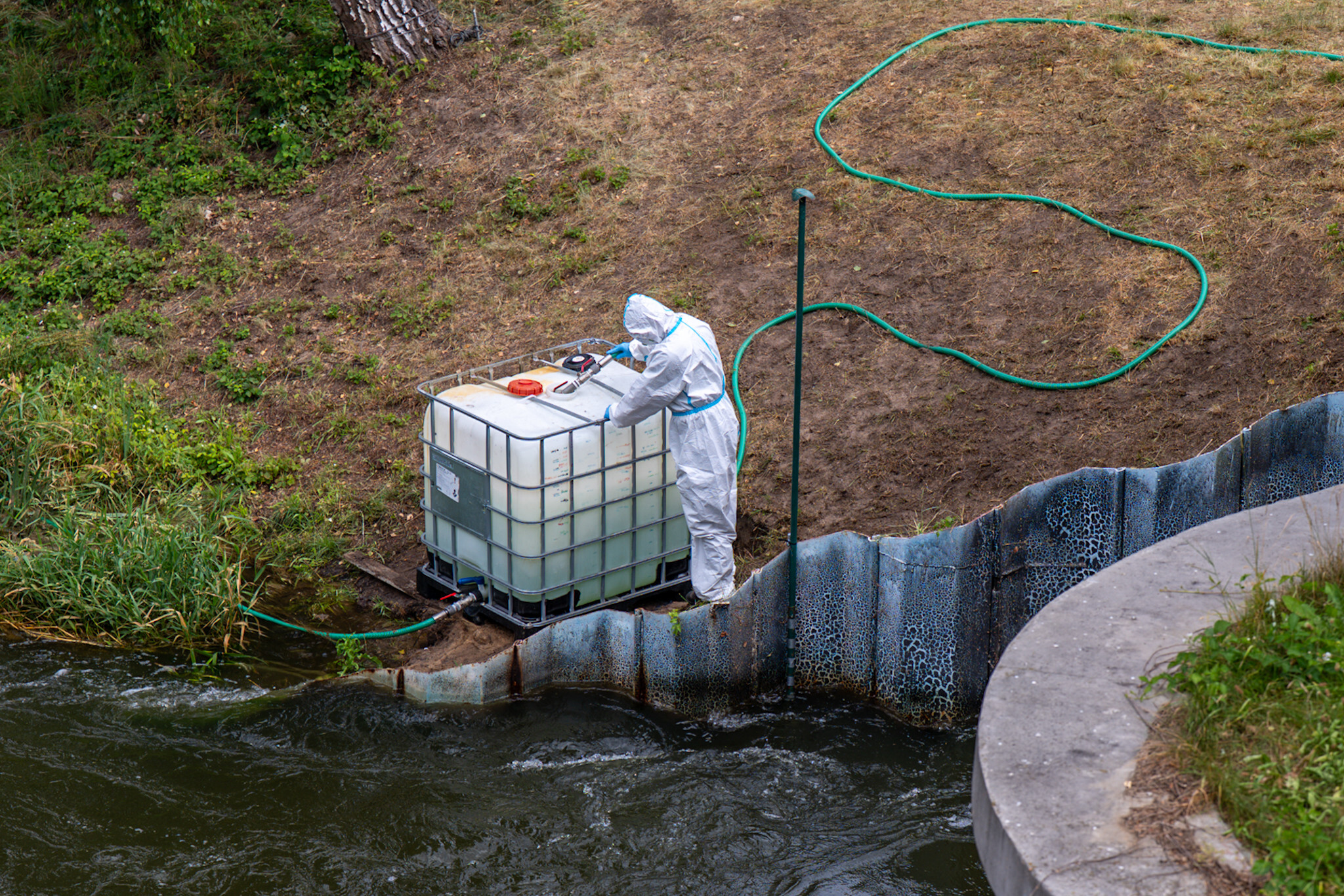 Zlota alga kłodnica