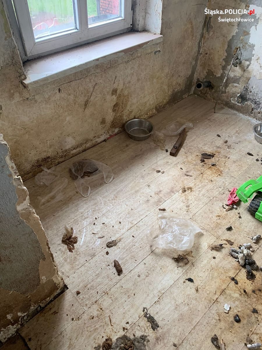 Znecanie sie nad psami