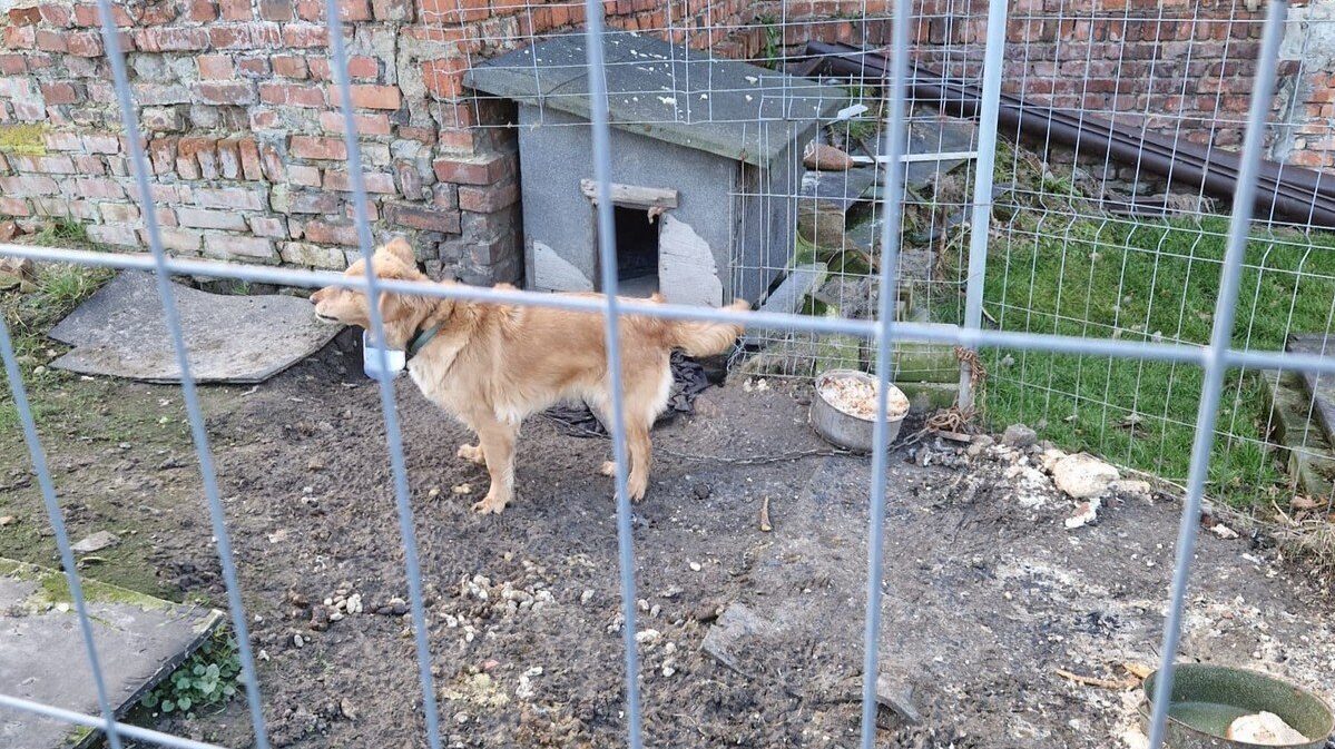 Znecanie sie nad psem wodzislaw