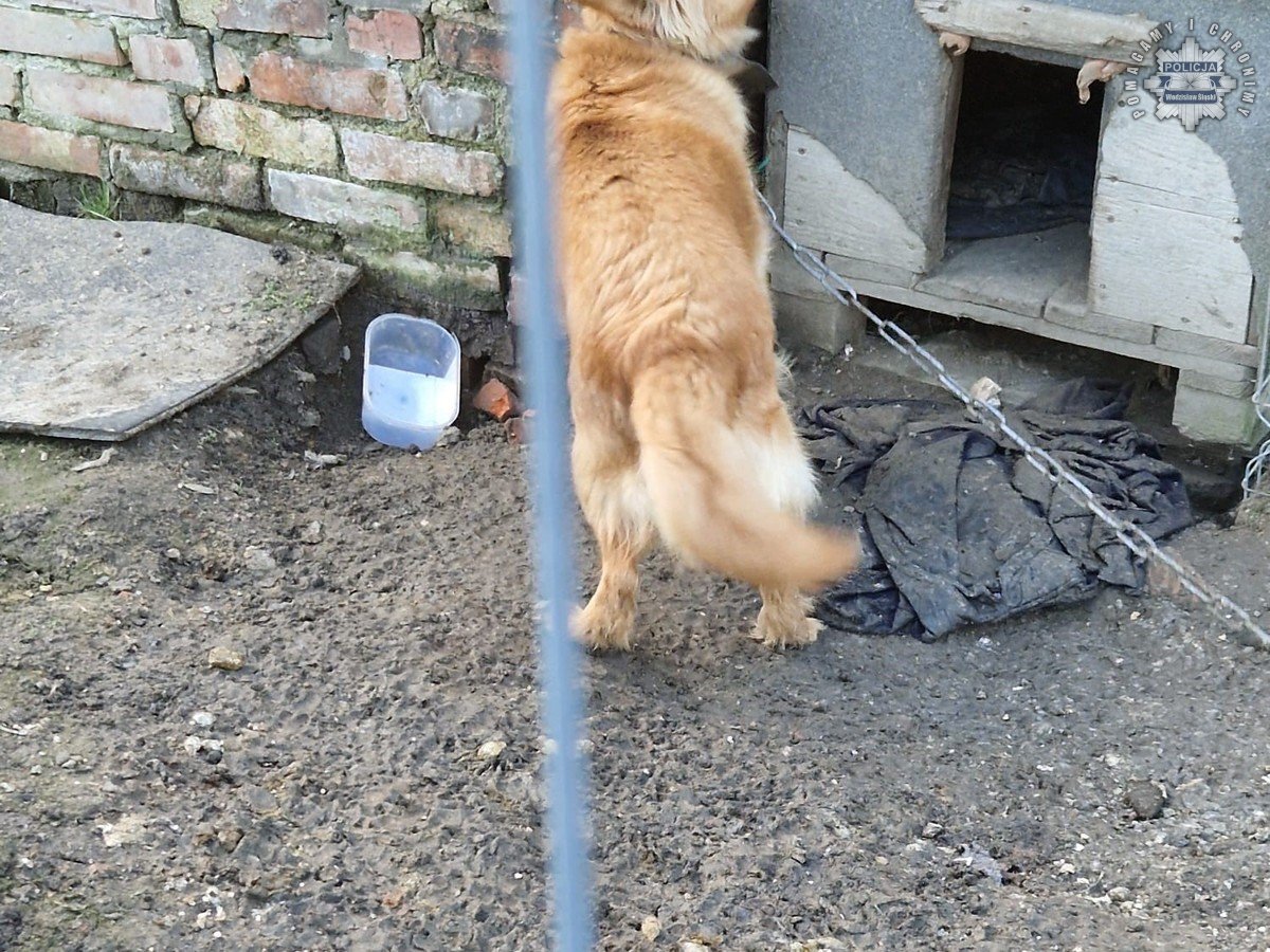 Znecanie sie nad zwierzetami kara