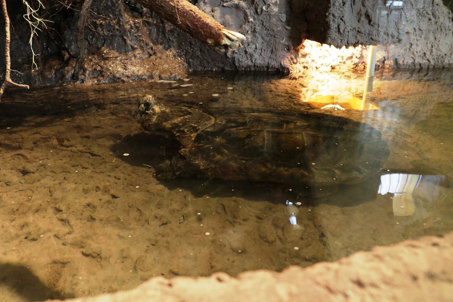 Zolw w nowym terrarium